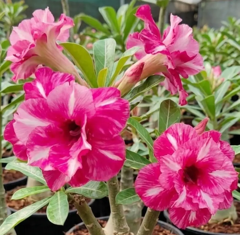 Adenium Rosy Comet (PPA55)