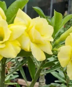 Adenium Moonlit Gold (PPA4)