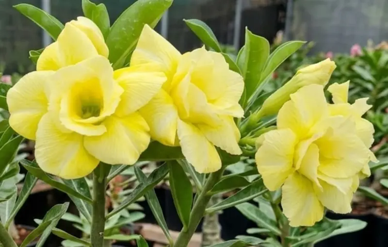 Adenium Moonlit Gold (PPA4)