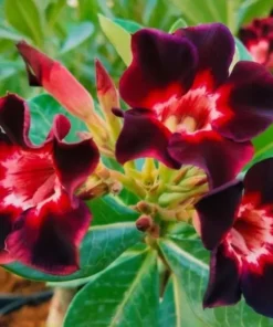 Adenium Nebula Flame (PPA16)