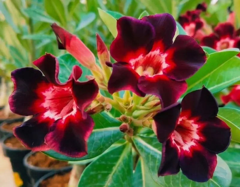 Adenium Nebula Flame (PPA16)