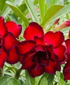 Adenium Blood Moon (PPA18)
