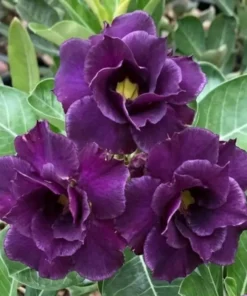 Adenium Purple Majesty (PPA17)