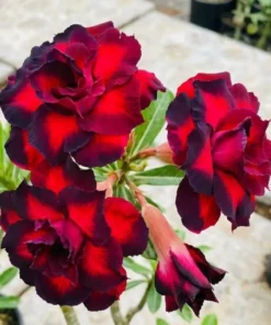 Adenium Ruby Eclipse (PPA19)