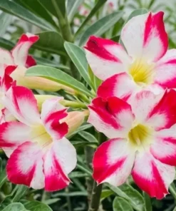 Adenium Candy Pinwheel (PPA37)