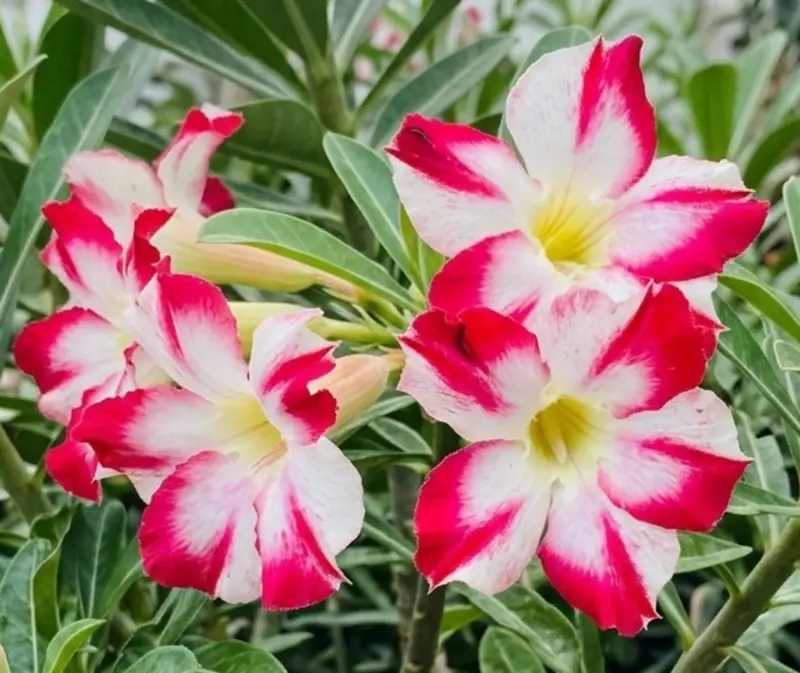 Adenium Candy Pinwheel (PPA37)