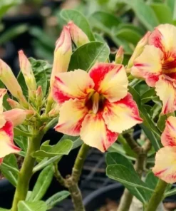 Adenium Phoenix Gold (PPA29)