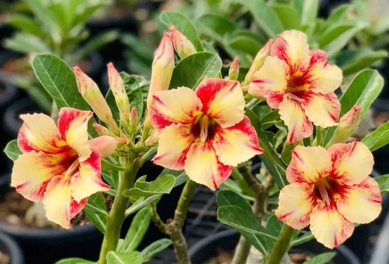 Adenium Phoenix Gold (PPA29)