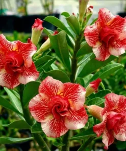 Adenium Coral Sonata (PPA9)