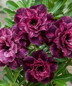Adenium Black Burgundy (PPA15)