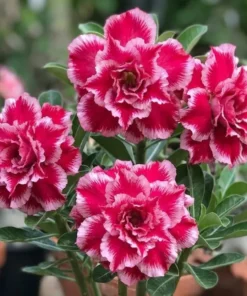 Adenium Pink Duchess (PPA13)