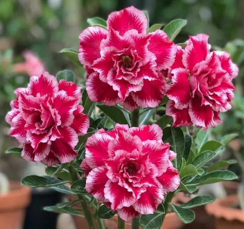 Adenium Pink Duchess (PPA13)
