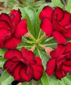 Adenium Scarlet Eclipse (PPA47)