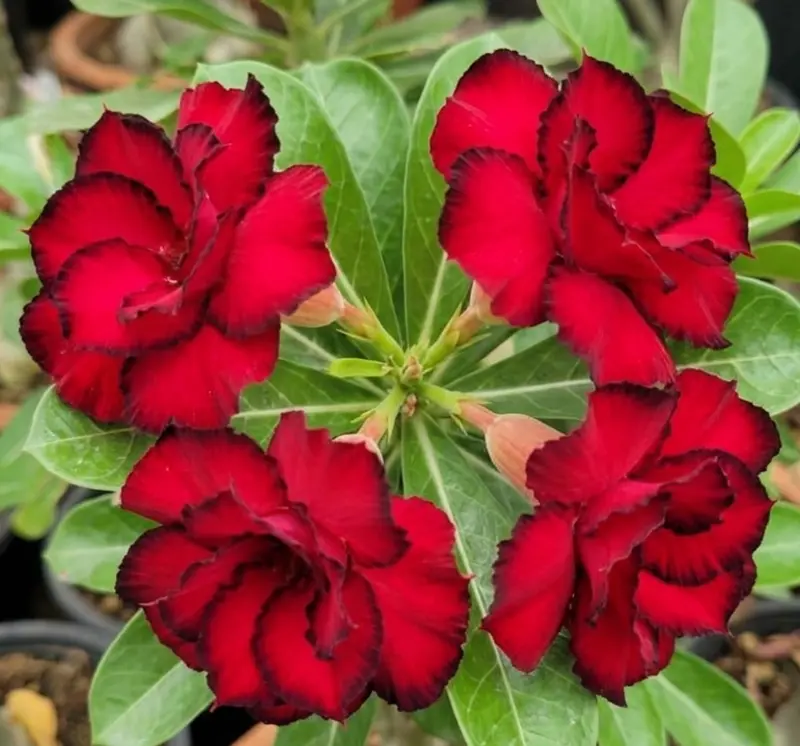 Adenium Scarlet Eclipse (PPA47)