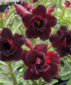 Adenium Imperial Wine (PPA26)