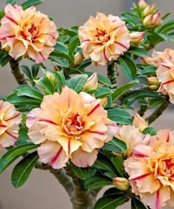 Adenium Majestic Peach