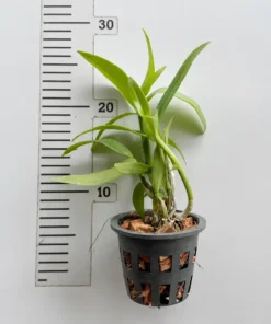 Alternative view of Near to bloom Dendrobium Dragon Smile