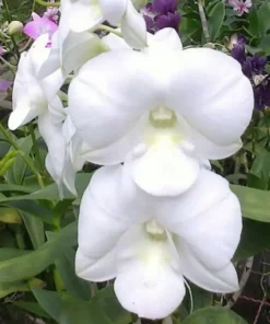 Near to bloom Dendrobium White Giant