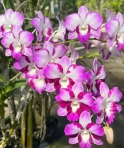 Near to bloom Dendrobium Dragon Smile