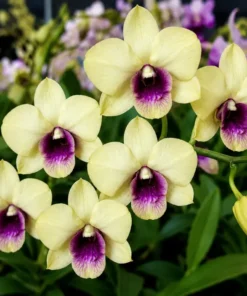 Ready to Flower Size Dendrobium New Burana