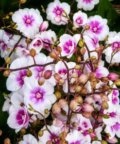 Ready to Flower Size Dendrobium Mini 3 Lips White Pink Lips
