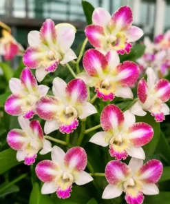 Ready to Flower Size Dendrobium King Dragon Red Pink