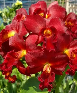 Cattleya Mini Red Dragon Blooming Size