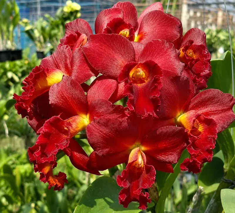 Cattleya Mini Red Dragon Blooming Size