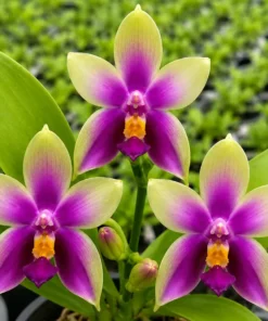 Ready to Flower Size Phalaenopsis Bellina 'Fire Type'