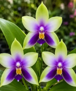 Ready to Flower Size Phalaenopsis Bellina f. Coerulea