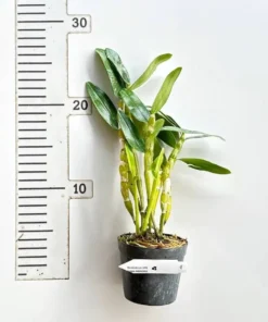 Alternative view of Nobile Akebono Blooming Size