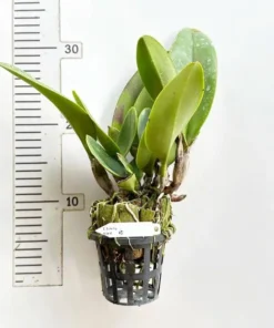 Cattleya Juremy Island Blooming Size - Image 2