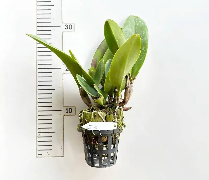 Cattleya Juremy Island Blooming Size - Image 2