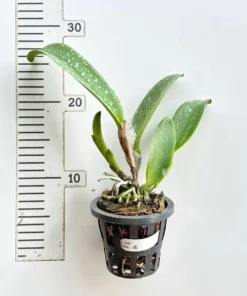 Alternative view of Cattleya Lady Gaga Blooming Size