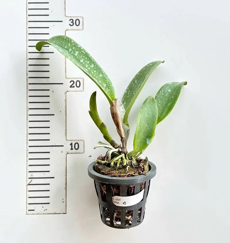 Cattleya Lady Gaga Blooming Size - Image 2
