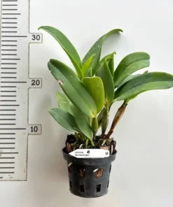 Alternative view of Cattleya Mini Red Dragon Blooming Size