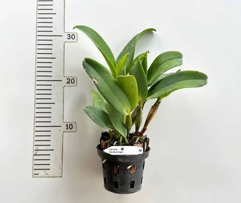 Cattleya Mini Red Dragon Blooming Size - Image 2