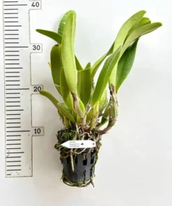 Alternative view of Cattleya Rungnpapa Fancy Warm Welcome Blooming Size