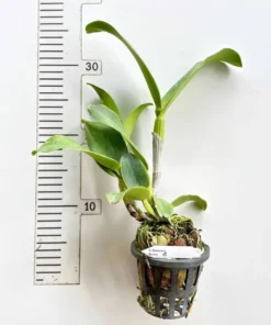 Alternative view of Cattleya Chomyong Beauty Blooming Size