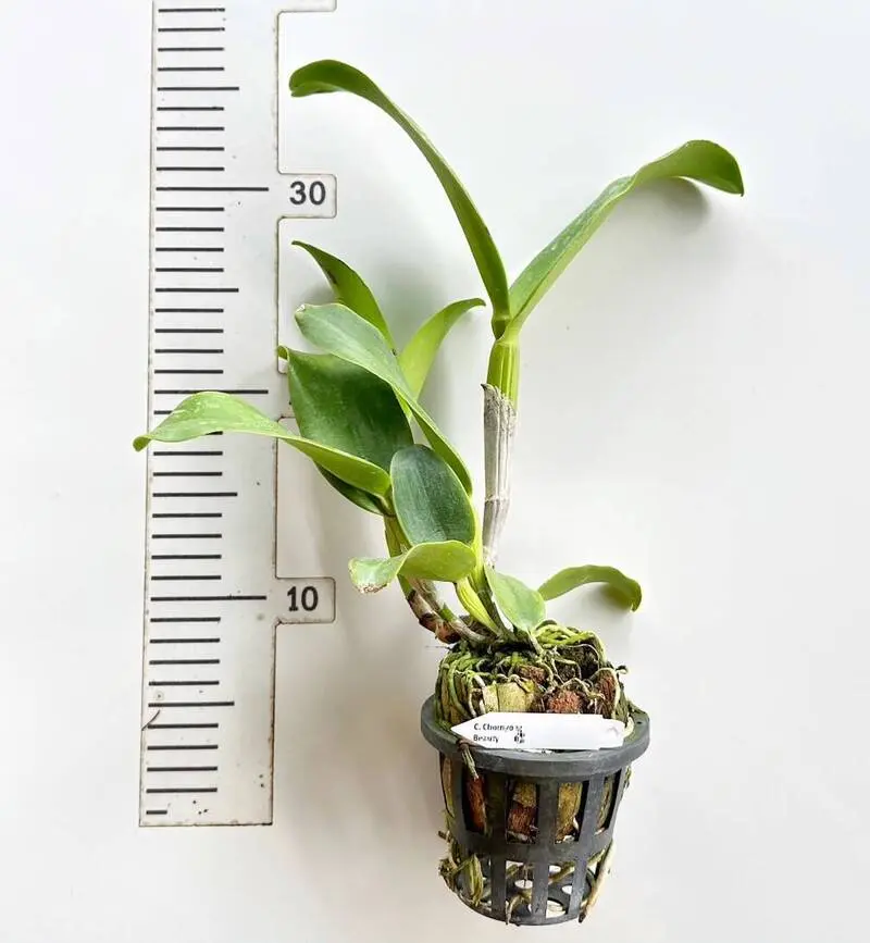 Cattleya Chomyong Beauty Blooming Size - Image 2
