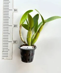 Alternative view of Cattleya Violacea x Myrmecophila Thomsoniana Blooming Size