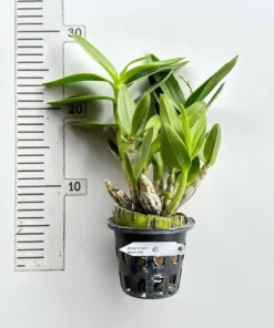 Alternative view of Ready to Flower Size Dendrobium Mini 3 Lips White Pink Lips