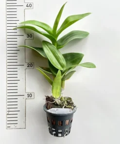 Alternative view of Ready to Flower Size Dendrobium New Burana