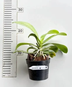 Ready to Flower Size Phalaenopsis Jia Ho Summer Love - Image 2