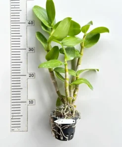 Alternative view of Ready to Flower Size Dendrobium Raya Blue