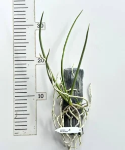 Alternative view of Seidenfadenia Mitrata Alba ( SD WHITE ) Blooming Size