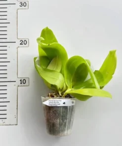 Alternative view of Ready to Flower Size Phalaenopsis Speciosa F.livid’Summer Blue x (Yang Yang Blue Angel- Lueddemanniana)