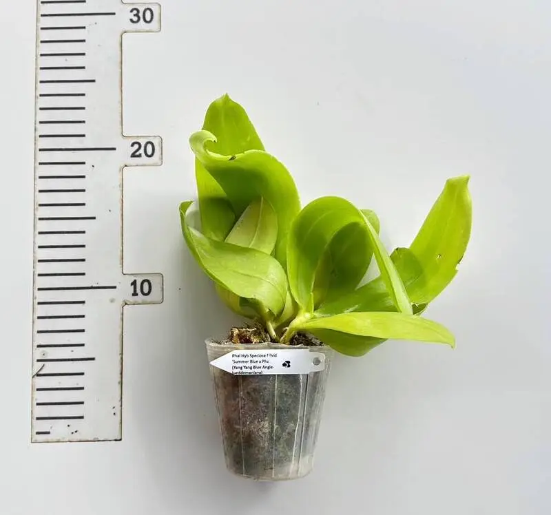 Ready to Flower Size Phalaenopsis Speciosa F.livid’Summer Blue x (Yang Yang Blue Angel- Lueddemanniana) - Image 2