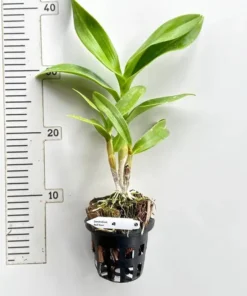 Ready to Flower Size Dendrobium Red Town - Image 2