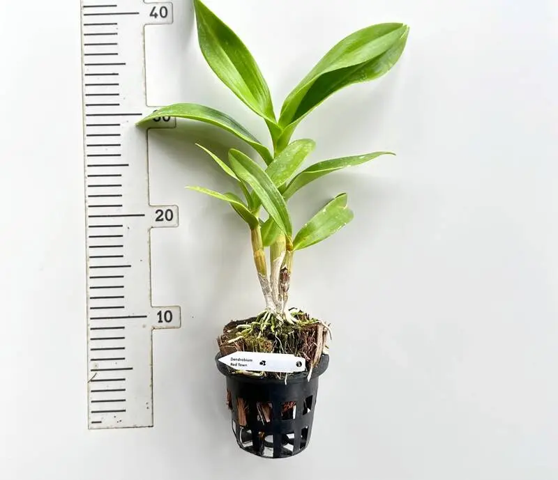 Ready to Flower Size Dendrobium Red Town - Image 2
